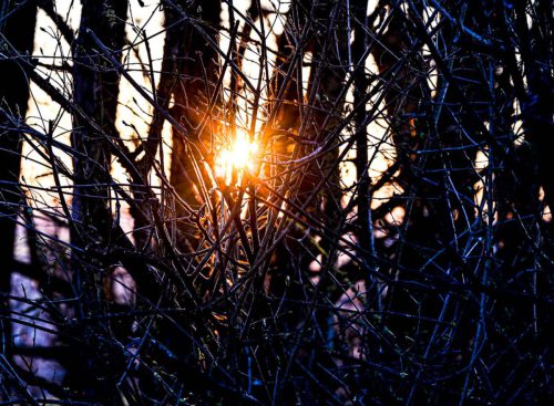 WW 002 Gegenlicht Durch-die-Baeume