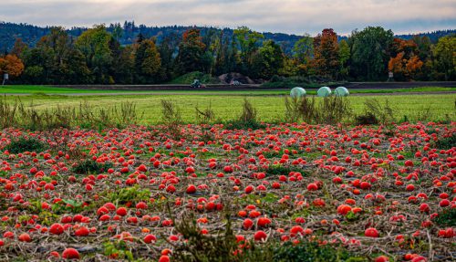 WW 004 Herbst Kuerbisfeld