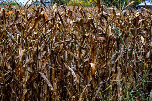 WW 005 Herbst Maisfeld