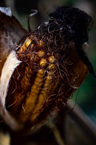 WW 006 Herbst Maiskolben