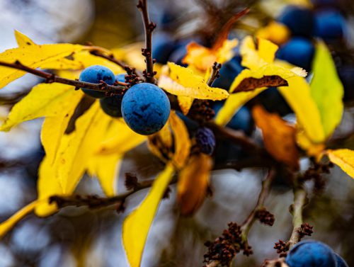 WW 007 Herbst Schlehen