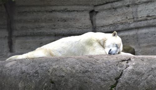 Ein Eisbär schläft auf einen Stein.