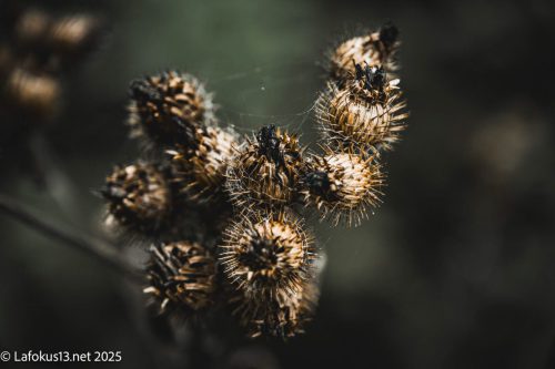 Nahaufnahme von neun Kletten