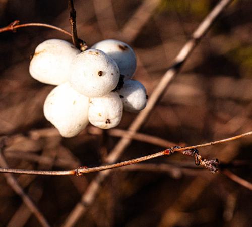 eine weise Schneebeere.