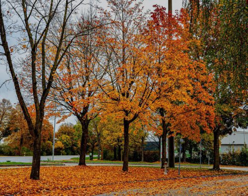 WW 015 Herbst Die-bunten-Blaetter-fallen