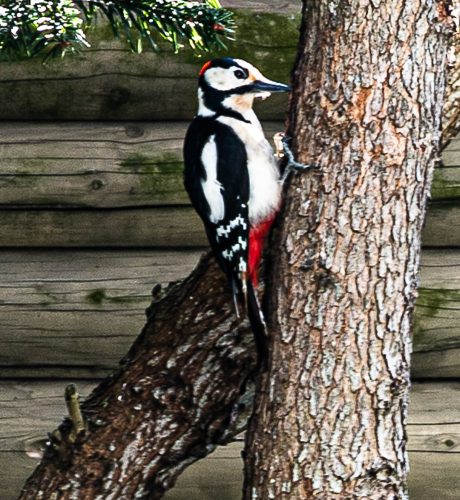 WW Buntspecht-beim-oeffnen-der-Sonnenblumenkerne