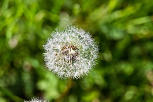 WW Fruehling Pusteblume