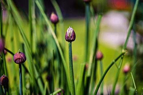 WW Fruehling Schnittlauchbluete