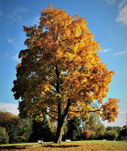 WW Goldener-Ahorn-im-Hofgarten