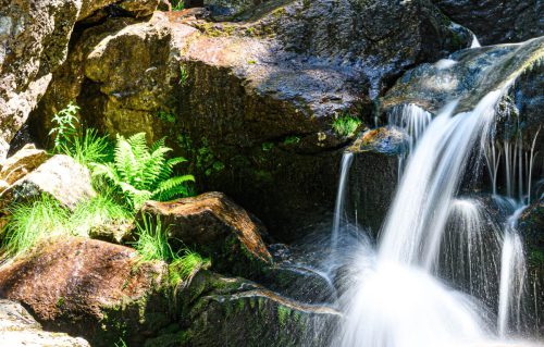 WW Rissloch Wasserfall-mit-Farn-im-Vordergrund