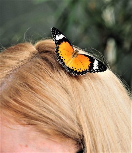 WW Schmetterling-sitzt-auf-den-Haaren