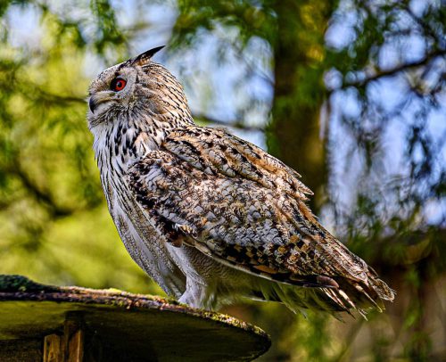 WW Uhu-auf-dem-Ansitz