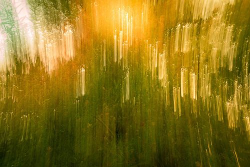 WW Unschaerfe Kameraschwenk-am-Waldweg