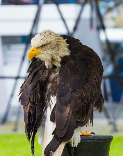 Weisskopfseeadler 01a