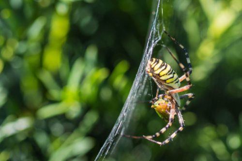 Wespenspinne-mit-einer-Bueffelzikade-als-Beuter 01a