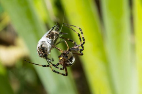 Eine Wespenspinne wickelt ihre Beute ein. Bild in Farbe.