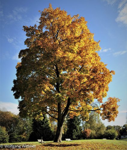 Wolgang