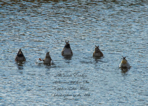 Fünf Enten, die die Köpfe ins Wasser tauchen