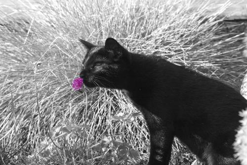 eine schwarze Katze, genannt  Sunny schnuppert an eine roten Blüte 