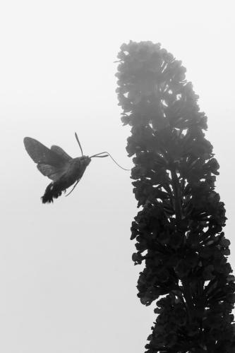 ein Taubenschwänzchen am Schmetterlingsflieder in Schwarz Weis