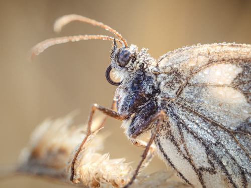 ein gefrohrener Schmetterling   