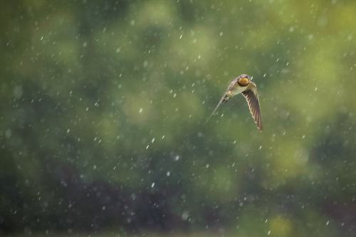 Ein Vogel, der durch Regen fliegt.