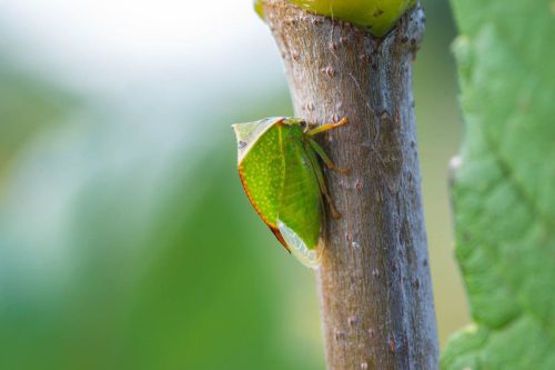 kleine-Bueffelzikade 01