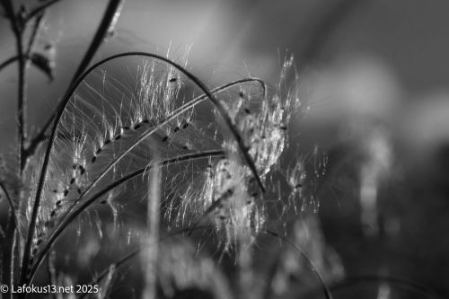 schmalblaettriges Weidenroeschen im Herbst in schwarz weis.