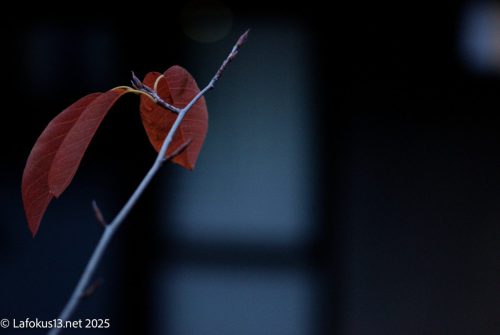 Nahaufnahmen von drei Blättern