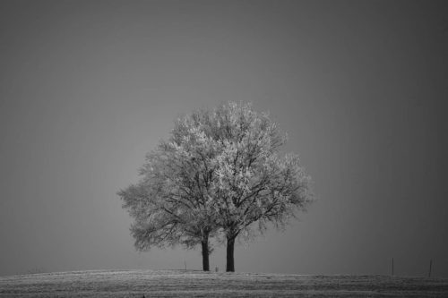 zwei-Baeume-sw-j (1)