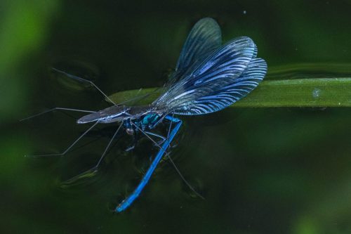 zwei-Wasserlaeufer-mit-Beute 02a (1)